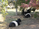 foxbrier001002.jpg
