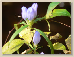 foxbrier014002.jpg